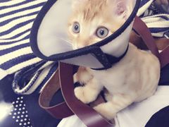-中农大我爱我爱24h动物医院·中医针灸·猫专科·骨科医疗中心(双井店)