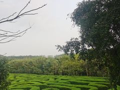 -大屏嶂森林公园