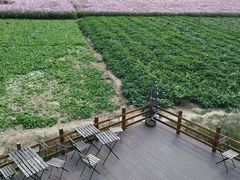 -田园东方蜜桃村的田野营地