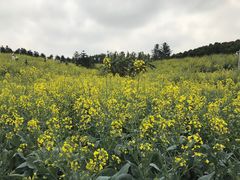 -迪茵湖田家舍生态农场