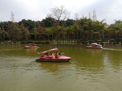 -金花茶公园