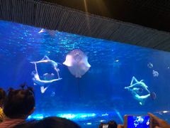 -华夏文旅海洋公园