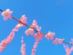 -东升八家郊野公园