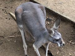 -可伦宾野生动物保护区