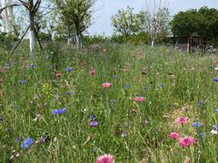 -武汉紫薇都市田园