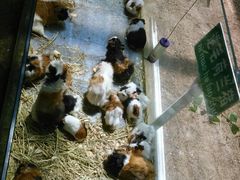 -西霞口神雕山野生动物世界