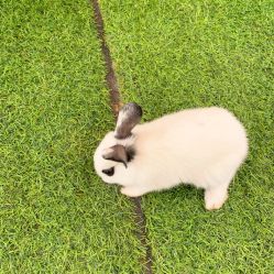 -萌宠亲子动物乐园(槐房万达店)