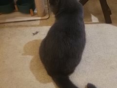 -猫友咖啡店(玉林西路店)