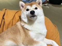 -逗柴咖啡屋·狗咖猫咖宠物桌游