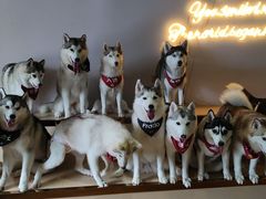 -Husky Go! 哈士奇体验馆·宠物咖啡厅狗咖