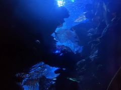 -迪拜帆船酒店海底餐厅