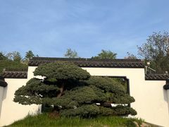 -扬州大运河文化旅游度假区·盆景园