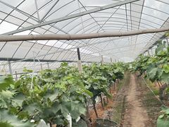 -马陆小张葡萄园农家乐