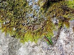 -众神白水涧景区