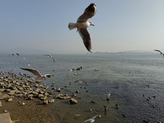 -深圳湾公园(南山区)