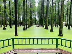 -渌洋湖湿地公园