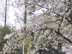 -四川大学(望江校区)