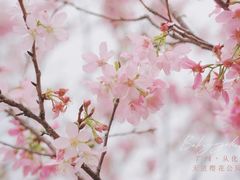 -天适樱花悠乐园