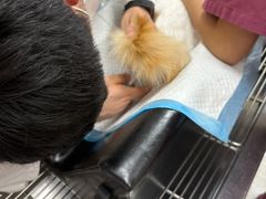 -瑞鹏宠物医院·骨外科·心肾科·肿瘤科(九亭店)