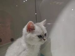 -糯米喵星人总部直营旗舰店·猫舍·幼猫出售