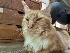 -MOCHA明星猫咖(田子坊店)