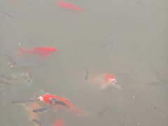 -花博汇(知音花月夜)