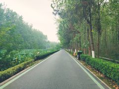 -合肥滨湖国家森林公园