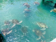 -广东惠东海龟国家级自然保护区