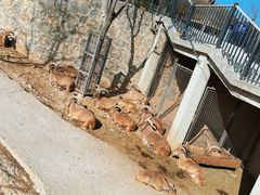 -石家庄市动物园