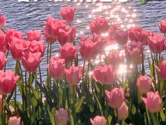 -南国桃园旅游度假区