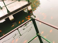 -西湖外事游船(花港观鱼码头)