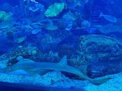 -迪拜水族馆及水下动物园