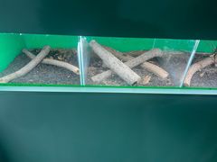 -上海大自然野生昆虫馆(东方明珠·爬宠昆虫探索中心)