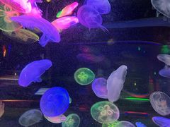 -太平洋海底世界