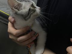 -lincat·猫舍(广州店)