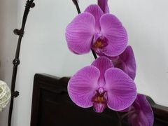 -FEI FEI FLOWER鲜花店·气球派对·宝宝宴布置(虹口德必运动Loft店)