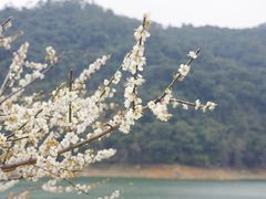 -广州市流溪河国家森林公园