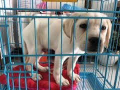 -翊宠yipet猫狗购宠庄园犬舍•猫舍