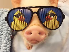 -花鲢鱼头火锅(春城东路店)