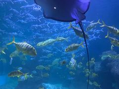 -左海海底世界