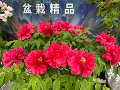 -曹州牡丹园