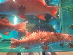 -海港酒家(始创中心店)