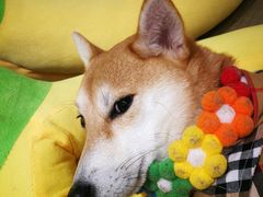 -逗柴咖啡屋·狗咖猫咖宠物桌游