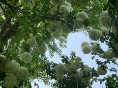 -苏州上方山国家森林公园