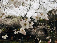 -武汉大学-樱园