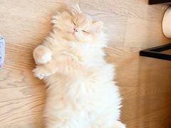 -lincat·猫舍(广州店)