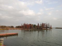-贡湖湾湿地公园