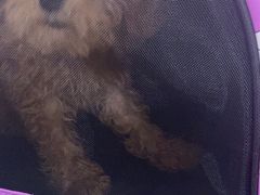 -爱侣宠医·鹦鹉专科·小型哺乳类·异宠专科(灵石路店)