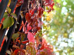 IMG_0678-鲤鱼山公园