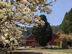 -遵化市禅林寺古银杏风景园